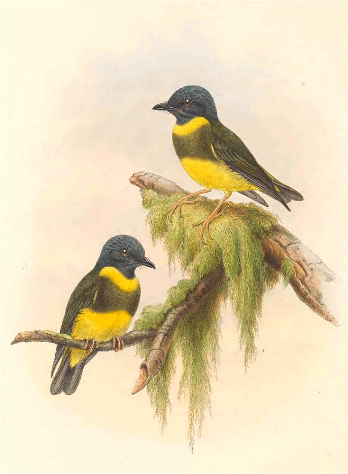 Poecilodryas placens - The Birds of New Guinea (cropped)