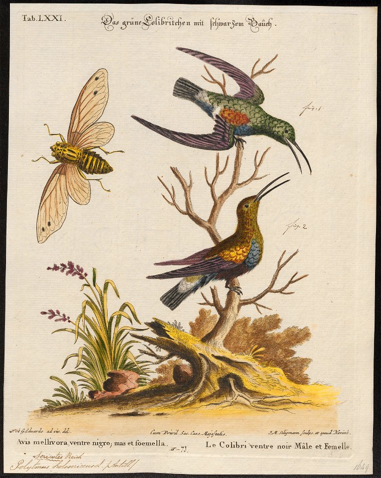Polytmus holosericeus - 1700-1880 - Print - Iconographia Zoologica - Special Collections University of Amsterdam - UBA01 IZ19100143