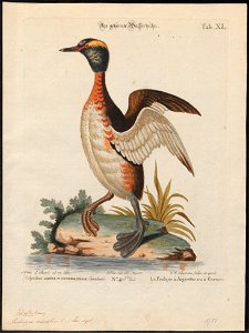 Podiceps auritus - 1700-1880 - Print - Iconographia Zoologica - Special Collections University of Amsterdam - UBA01 IZ17800069