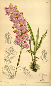 Polystachya pobeguinii 144-8772