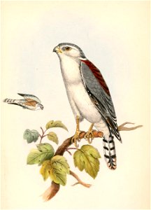 Polihierax semitorquatus castanonotus 1861