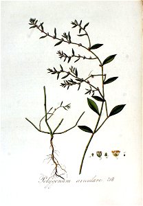 Polygonum aviculare — Flora Batava — Volume v3