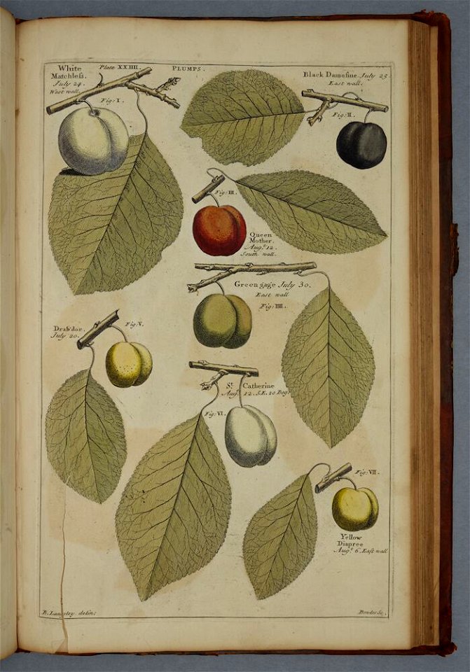 Pomona or the Fruit Garden Illustrated