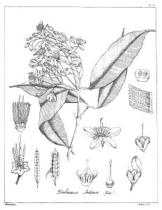 Poeciloneuron indicum Govindoo