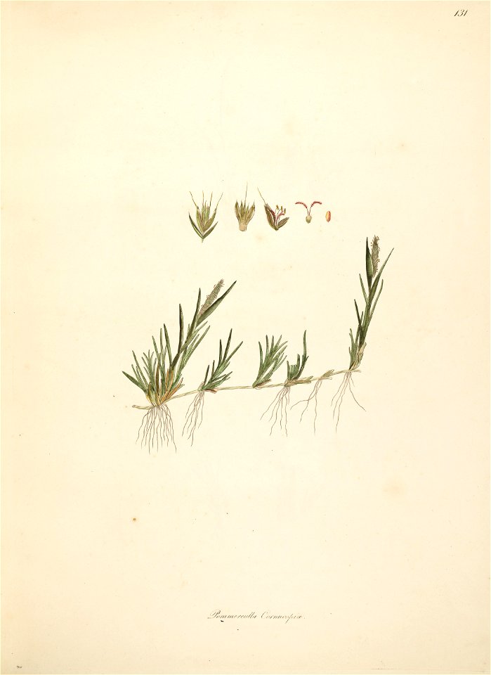 Pommereulla cornucopiae Roxburgh 1798 2-131