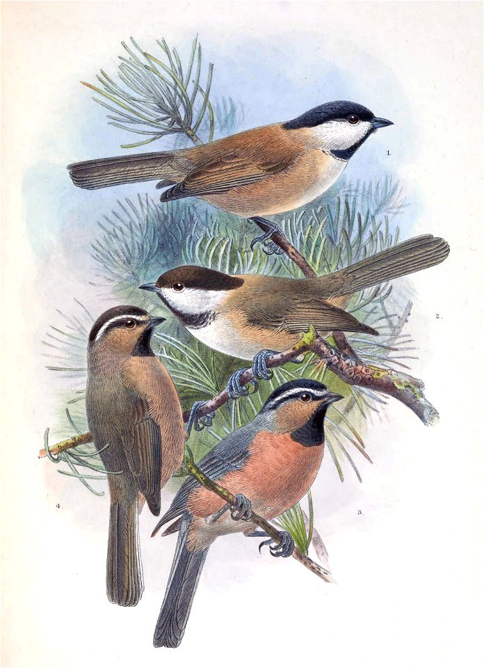 Poecile montanus songarus & Poecile montanus affinis & Poecile superciliosus 1889