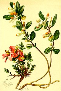 Polygala chamaebuxus Atlas Alpenflora