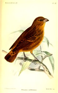 PoliospizaRufibrunneaKeulemans