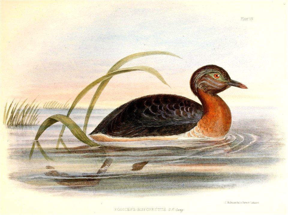 Poliocephalus rufopectus Hullmandel