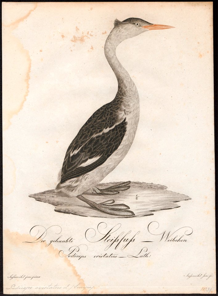 Podiceps cristatus - 1800-1812 - Print - Iconographia Zoologica - Special Collections University of Amsterdam - UBA01 IZ17800043