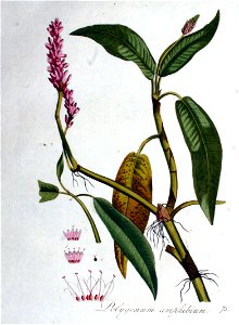 Polygonum amphibium — Flora Batava — Volume v1