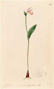 Pogonia ophioglossoides - The Bot. Reg. 2 pl. 148 (1816)