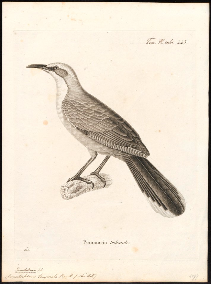 Pomatorhinus temporalis - 1700-1880 - Print - Iconographia Zoologica - Special Collections University of Amsterdam - UBA01 IZ16400059