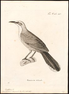 Pomatorhinus temporalis - 1700-1880 - Print - Iconographia Zoologica - Special Collections University of Amsterdam - UBA01 IZ16400059