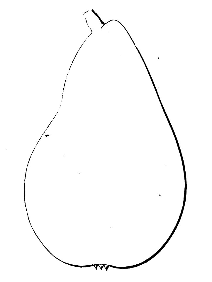 Pomone tournaisienne, Dumortier, 1869 (page 65) - Gris de Chin
