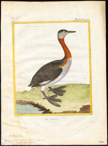 Podiceps grisegena - 1700-1880 - Print - Iconographia Zoologica - Special Collections University of Amsterdam - UBA01 IZ17800059