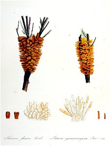 Podisoma fusoum — Flora Batava — Volume v14