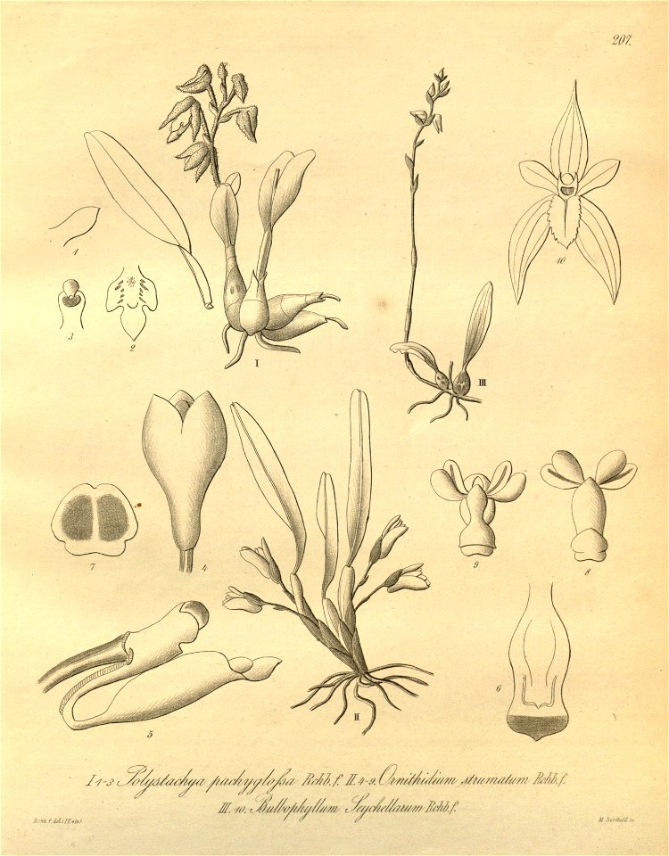 Polystachya sandersonii (as P. pachyglossa) - Camaridium strumatum (as Ornithidium s.) - Bulbophyllum intertextum (as B. seychellarum) - Xenia 3 pl 207