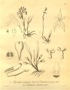 Polystachya sandersonii (as P. pachyglossa) - Camaridium strumatum (as Ornithidium s.) - Bulbophyllum intertextum (as B. seychellarum) - Xenia 3 pl 207