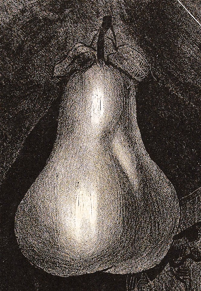 Poire Daumier (détail)
