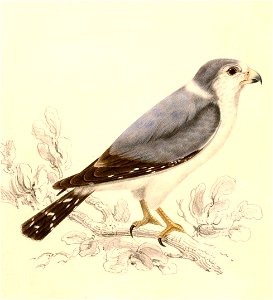 Polihierax semitorquatus 1838