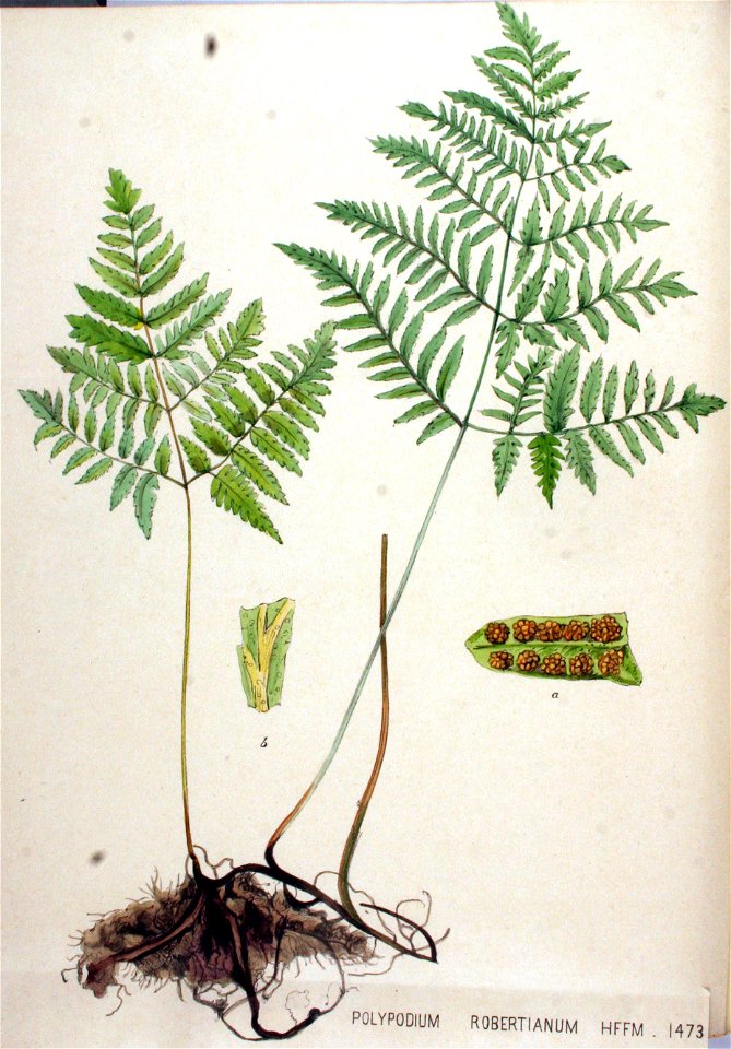 Polypodium robertianum — Flora Batava — Volume v19