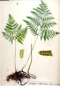 Polypodium robertianum — Flora Batava — Volume v19