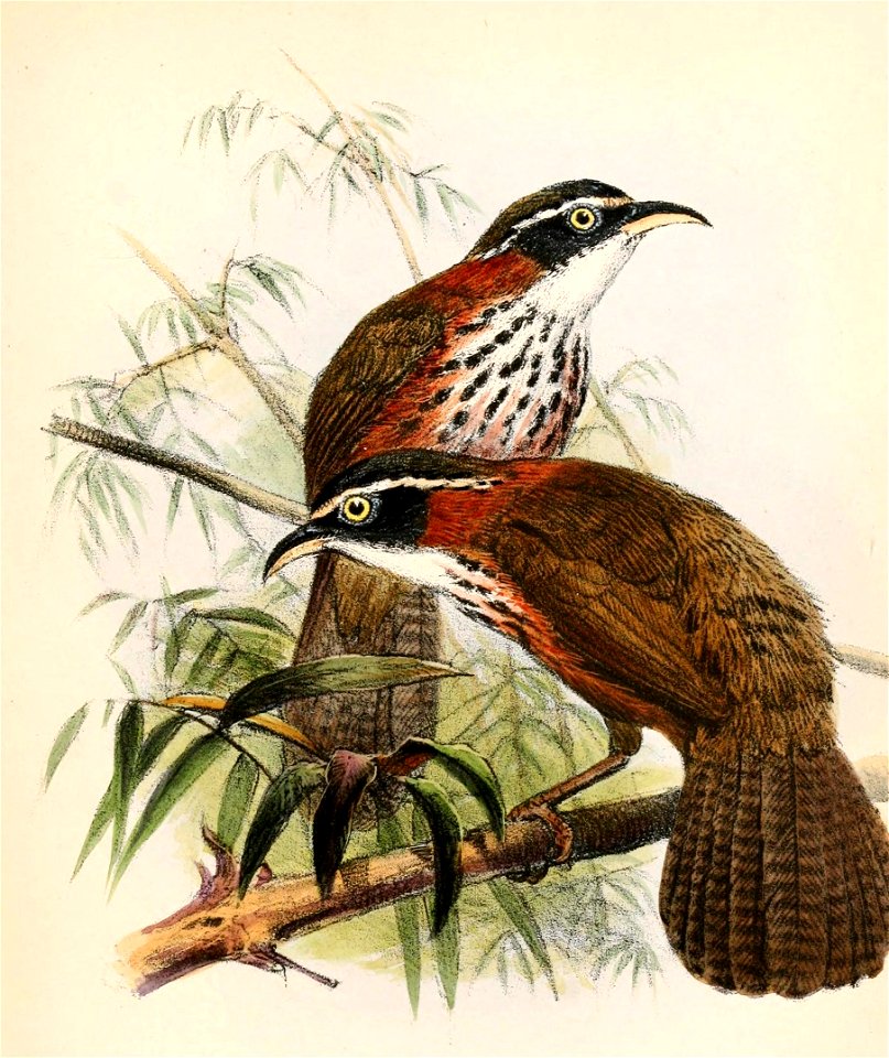 Pomatorhinus musicus 1863