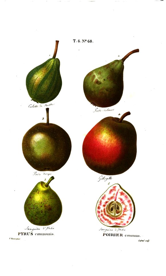 Poires, fruits