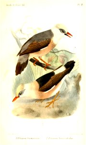PoliopsarSmit