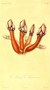 Pollicipes elegans 1831