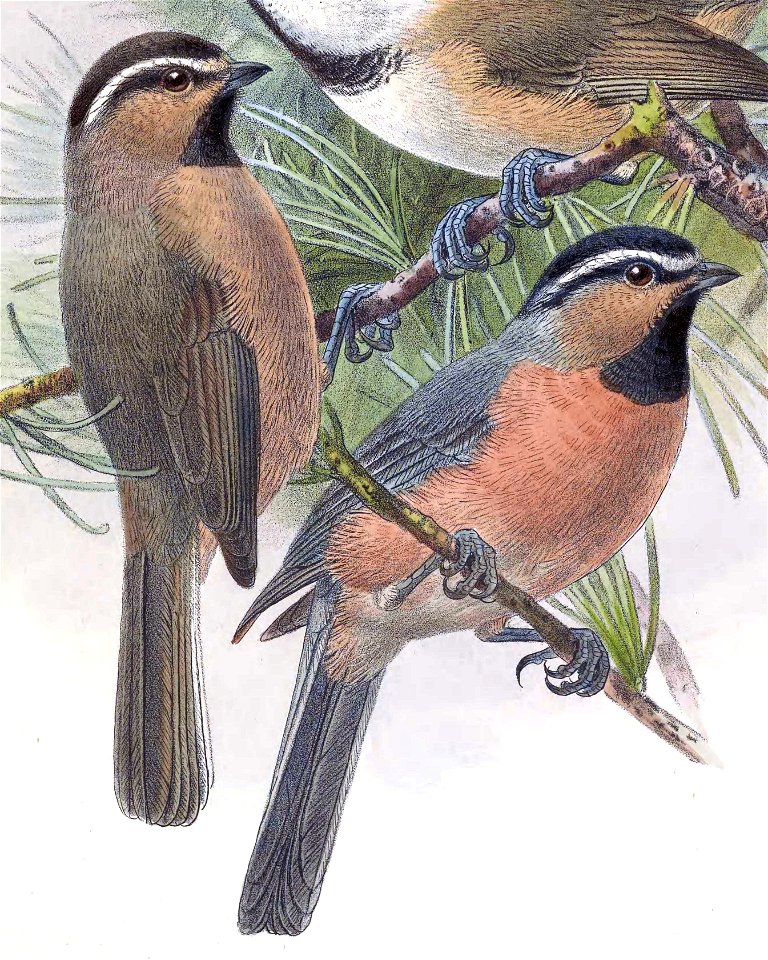 Poecile superciliosus 1889
