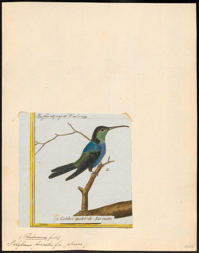 Polytmus furcatus - 1700-1880 - Print - Iconographia Zoologica - Special Collections University of Amsterdam - UBA01 IZ19100147