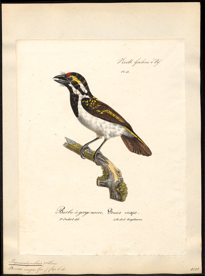 Pogonorhynchus leucomelas - 1825-1834 - Print - Iconographia Zoologica - Special Collections University of Amsterdam - UBA01 IZ18800015