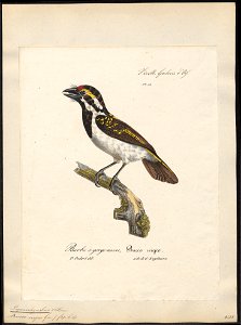 Pogonorhynchus leucomelas - 1825-1834 - Print - Iconographia Zoologica - Special Collections University of Amsterdam - UBA01 IZ18800015