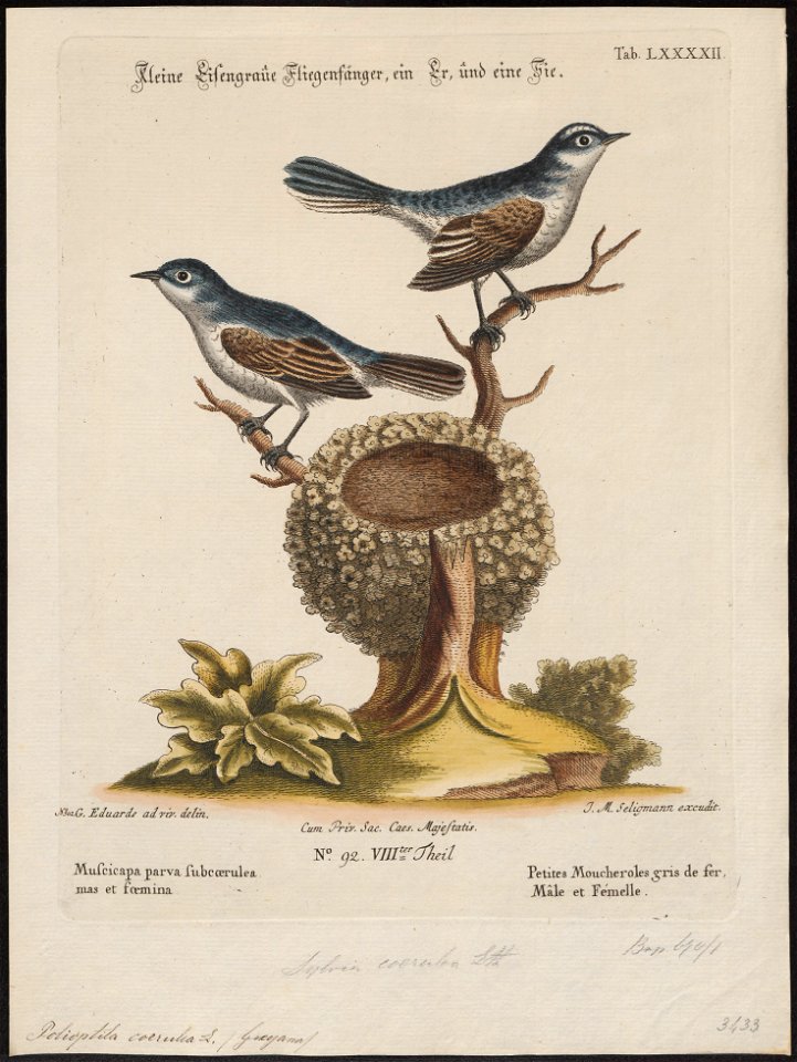 Polioptila caerulea - 1700-1880 - Print - Iconographia Zoologica - Special Collections University of Amsterdam - UBA01 IZ16100197