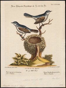 Polioptila caerulea - 1700-1880 - Print - Iconographia Zoologica - Special Collections University of Amsterdam - UBA01 IZ16100197