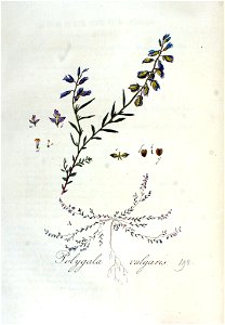 Polygala vulgaris — Flora Batava — Volume v3