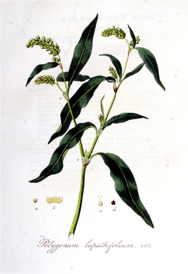Polygonum lapathifolium — Flora Batava — Volume v6