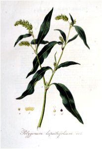 Polygonum lapathifolium — Flora Batava — Volume v6