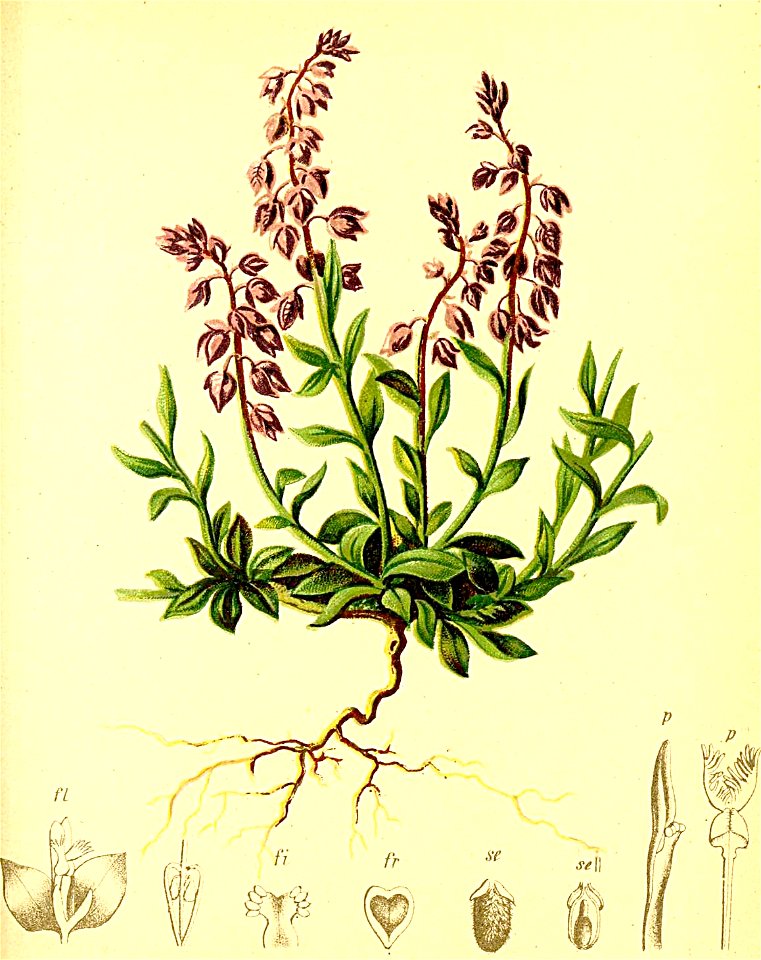 Polygala alpina Atlas Alpenflora