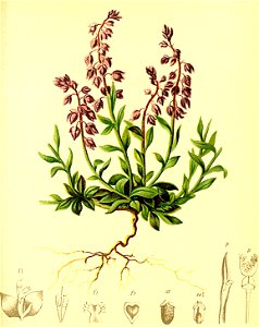 Polygala alpina Atlas Alpenflora