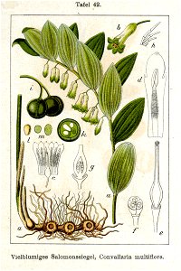 Polygonatum multiflorum Sturm42