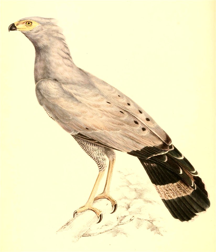 Polyboroides typus adult female 1838