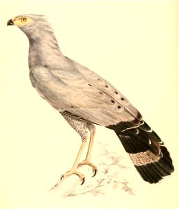 Polyboroides typus adult female 1838