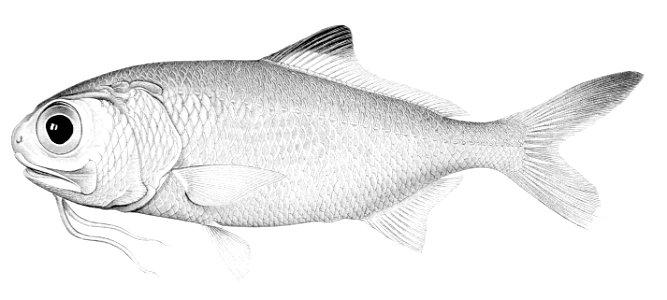 Polymixia berndti