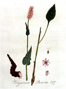 Polygonum bistorta — Flora Batava — Volume v4
