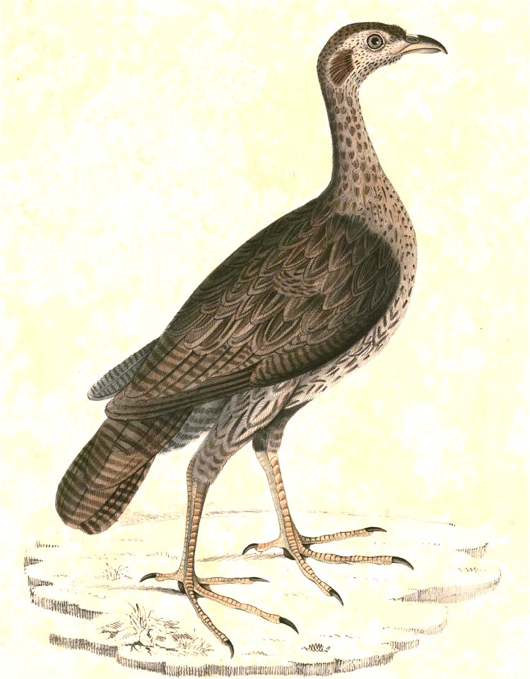 Polyplectron female Hardwicke