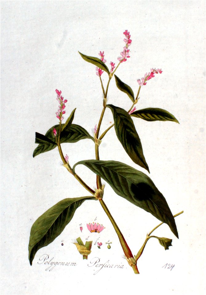 Polygonum persicaria — Flora Batava — Volume v2