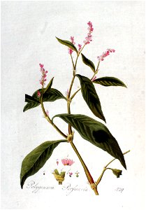 Polygonum persicaria — Flora Batava — Volume v2